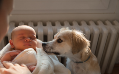 Doggy Doulas